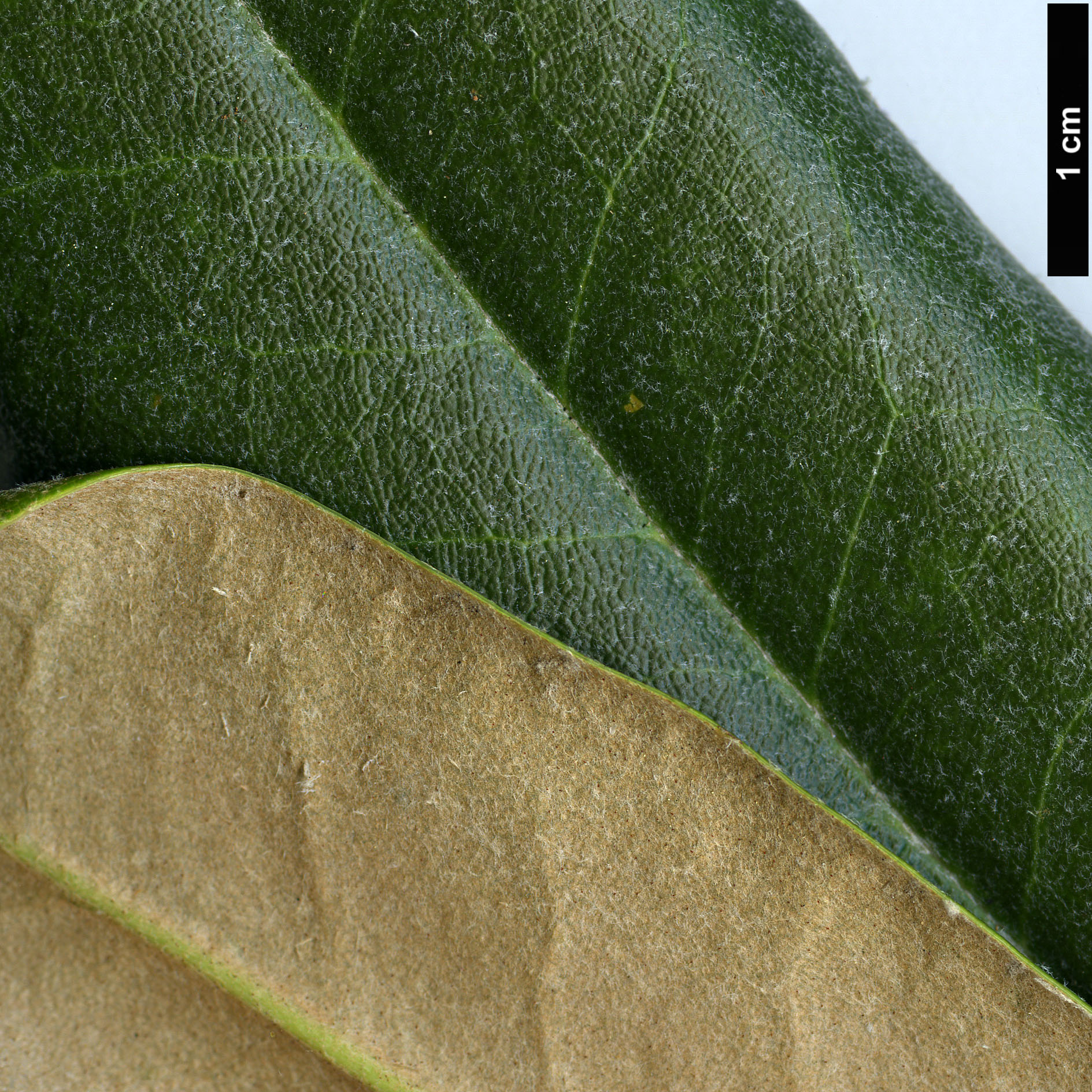 High resolution image: Family: Ericaceae - Genus: Rhododendron - Taxon: degronianum - SpeciesSub: subsp. heptamerum var. kyomaruense High resolution image: Family: Ericaceae - Genus: Rhododendron - Taxon: degronianum - SpeciesSub: subsp. heptamerum var. kyomaruense